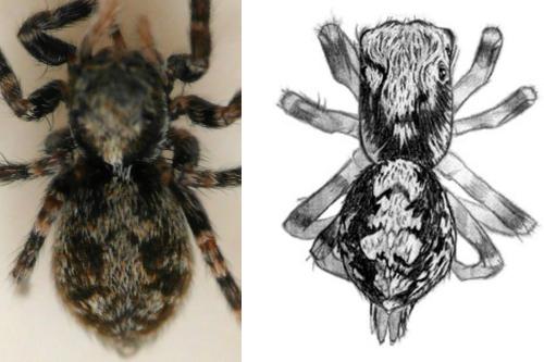 Pseudeuophrys lanigera